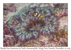 Beaded Sea Anemone & Clark's Anemonefish