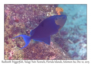 Redtooth Triggerfish