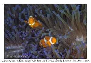 Clown Anemonefish