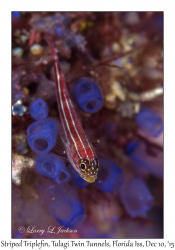 Striped Triplefin