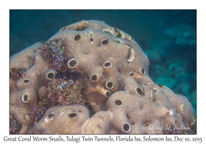 Great Coral Worm Snails