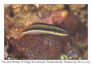 Thalassoma amblycephalum