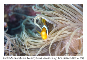 Clark's Anemonefish