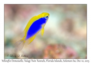 Yellowfin Demoiselle