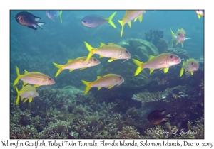 Yellowfin Goatfish