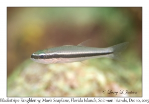 Blackstripe Fangblenny