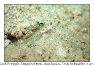 Sand Shrimpgoby & Snapping Shrimp