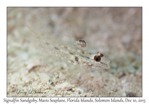 Signalfin Sandgoby