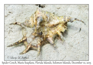 Spider Conch