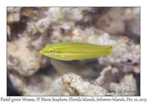 Pastel-green Wrasse