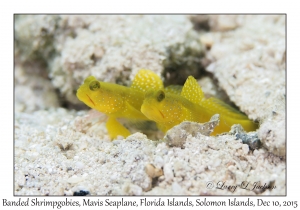 Banded Shrimpgobies