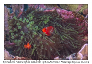 Spinecheek Anemonefish