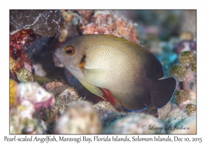 Pearl-scaled Angelfish