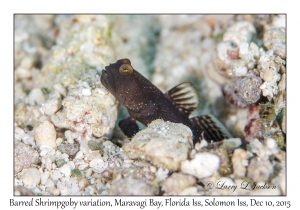 Barred Shrimpgoby variation