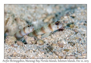 Arcfin Shrimpgoby