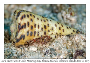 Dark Knee Hermit Crab