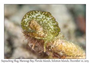 Sapsucking Slug