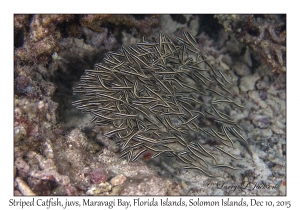 Striped Catfish