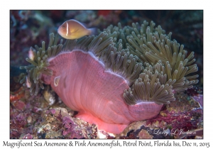 Magnificent Sea Anemone