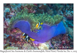 Magnificent Sea Anemone