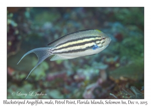 Blackstriped Angelfish