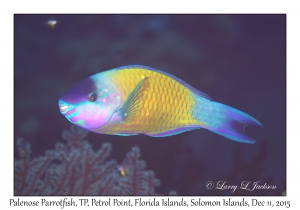 Palenose Parrotfish