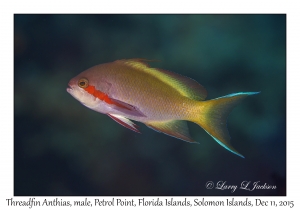 Threadfin Anthias