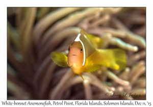 White-bonnet Anemonefish