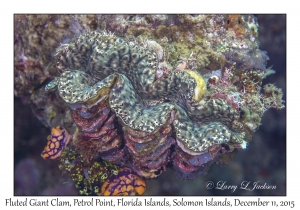 Fluted Giant Clam