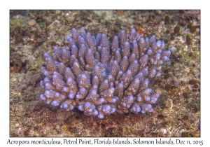 Acropora monticulosa