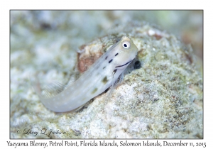 Yaeyama Blenny