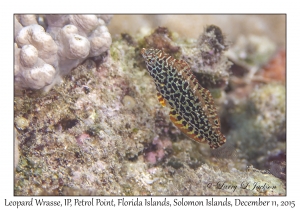 Leopard Wrasse