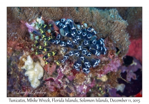 Tunicates