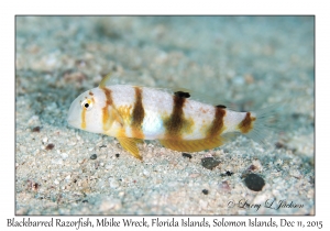 Blackbarred Razorfish