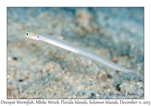 Onespot Wormfish