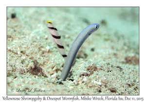 Yellownose Shrimpgoby & Onespot Wormfish