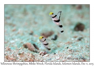 Yellownose Shrimpgobies