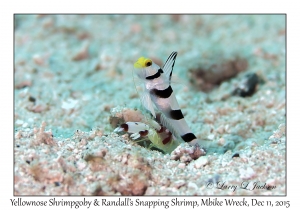 Yellownose Shrimpgoby & Randall's Snapping Shrimp
