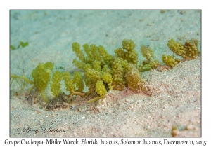 Grape Caulerpa