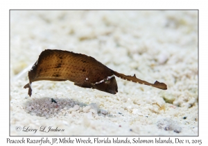 Peacock Razorfish