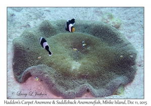 Haddon's Carpet Anemone