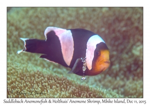 Saddleback Anemonefish & Holthuis' Anemone Shrimp