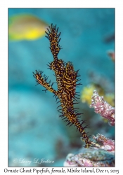 Ornate Ghost Pipefish