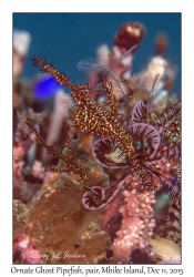 Ornate Ghost Pipefish