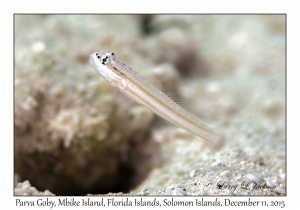 Parva Goby