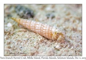 Twin-branch Hermit Crab