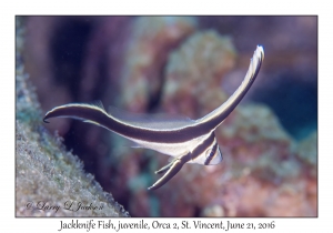 Jackknife Fish, juvenile