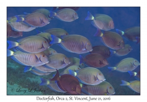 Doctorfish