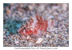 Coral Scorpionfish