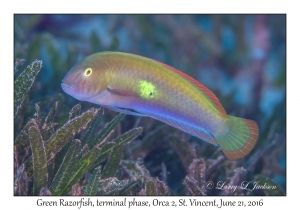 Green Razorfish, terminal phase